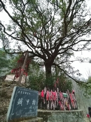 Quercus spinosa, photograph author not stated, no rights reserved
