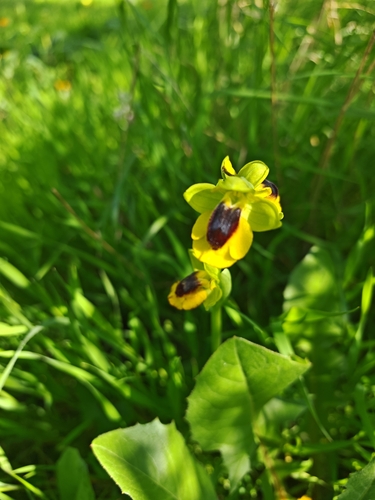 Yellow Bee-orchid