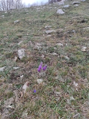 Greater Pasqueflower (Pulsatilla grandis)