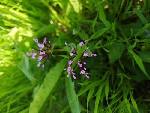 African valerian