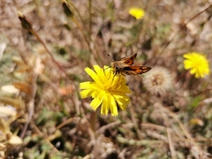 Hylephila fasciolata