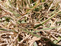 Hylephila fasciolata