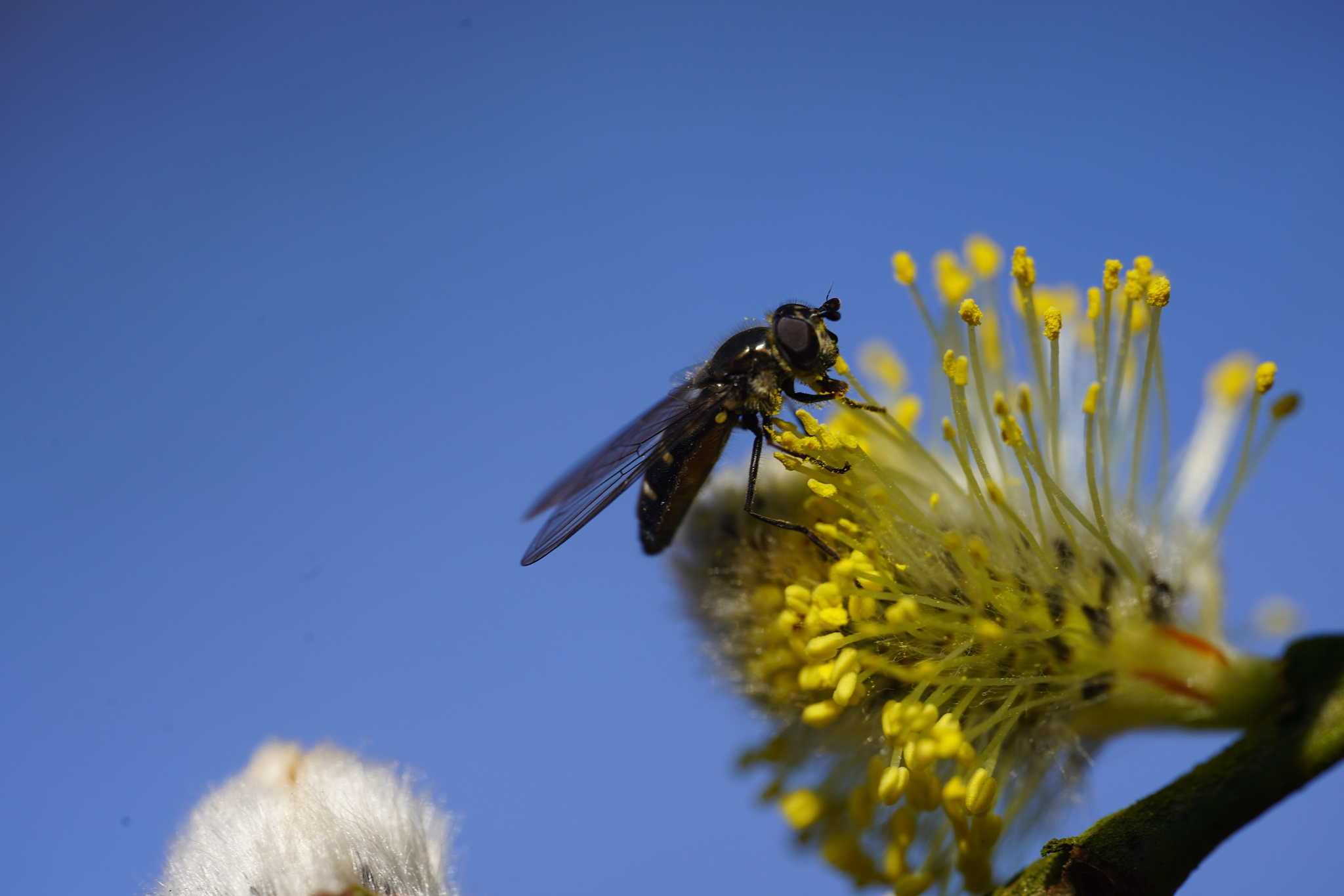 Hoverfly on willow blossom against deep blue sky