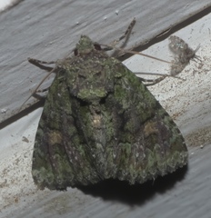 Phosphila miselioides