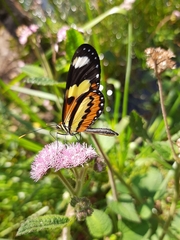 Nymphalidae