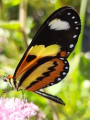 Nymphalidae