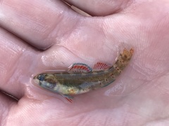 Etheostoma lepidum
