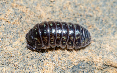 Alloschizidium mateui
