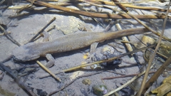 Hynobius quelpaertensis