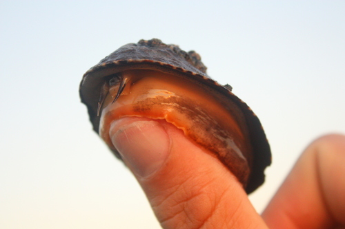 Lottia gigantea