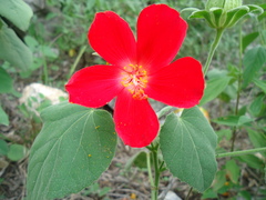 Hibiscus martianus