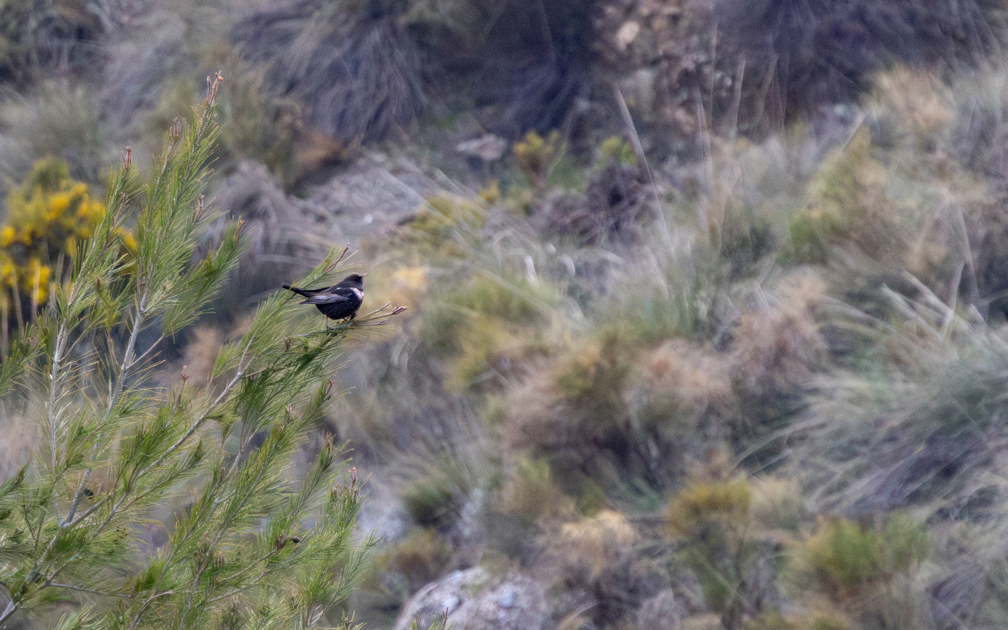 Ring Ouzel (Turdus torquatus), photo 3