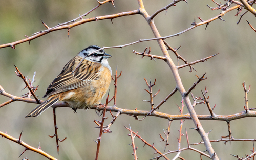 Escribano montesino (Emberiza cia)