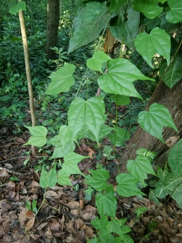 Phanera scandens, 2026-03-23