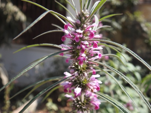 Chinese motherwort