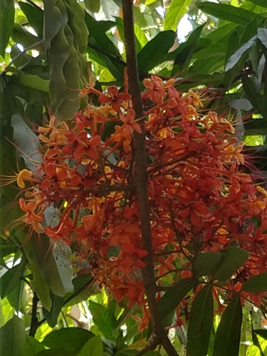 Saraca indica observed 2026-03-23