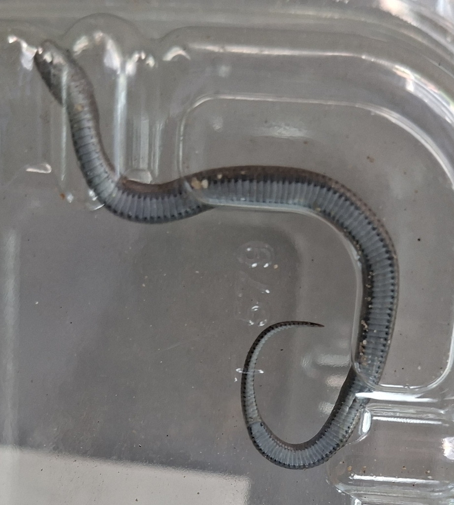 Pseudoxyrhophiidae
