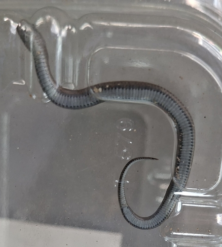 Common Slug-eater