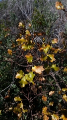 Quercus × ganderi