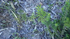 Austrolycopodium paniculatum