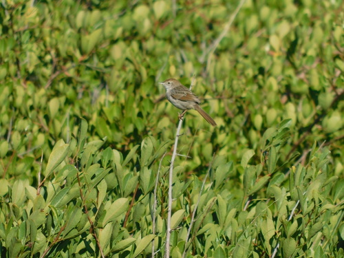 Grey-backed Cisticola (Cisticola subruficapilla), photo 7
