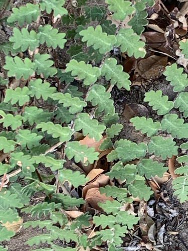 wavy scale cloakfern (Astrolepis sinuata)