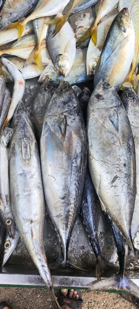 Frigate mackerel