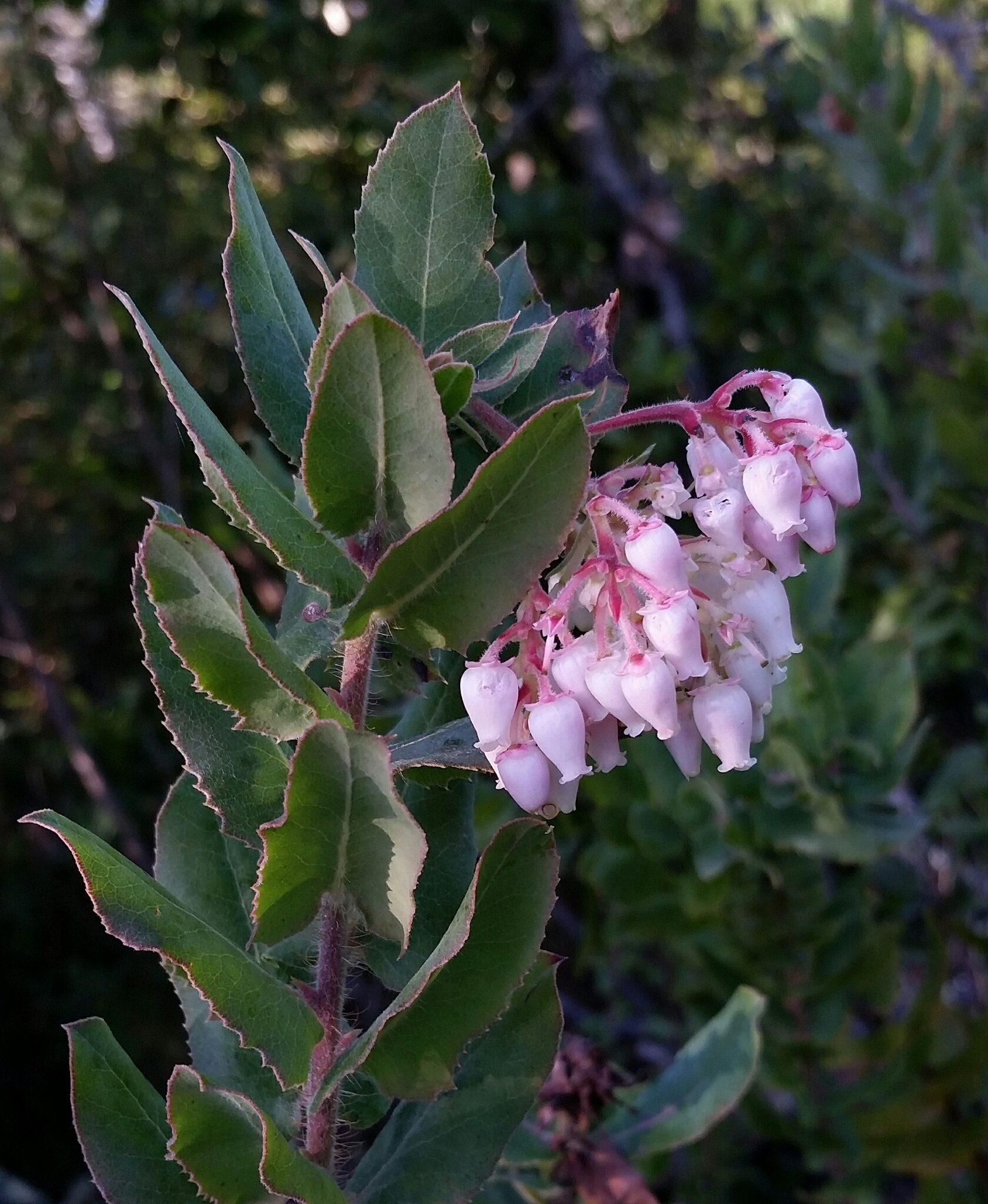 Arctostaphylos andersonii