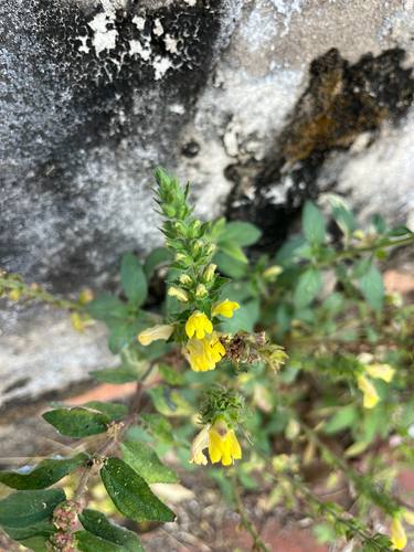 Lindenbergia philippensis