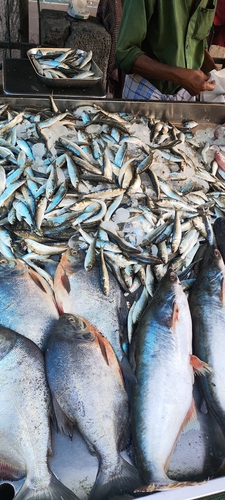 Indian oil sardine (Sardinella longiceps) — Clupeidae