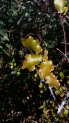 Quercus × ganderi