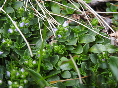 Veronica repens, photograph 2