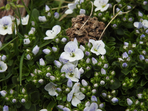 Corsican Speedwell (Veronica repens)