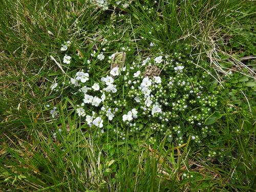 Veronica repens, photograph 1