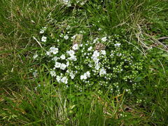 Veronica repens, photograph (c) Yves Bas, some rights reserved (CC BY)