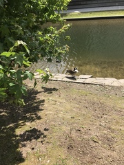 Branta canadensis