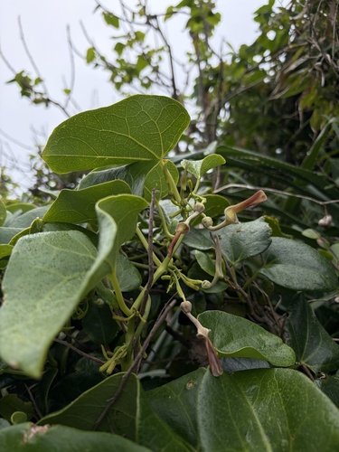 Aristolochia zollingeriana observed 2026-03-23