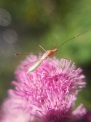 Jalysus