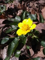 Ficaria verna