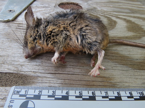 California Mouse
