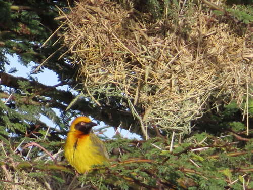 Speke's Weaver (Ploceus spekei), photo 8