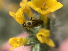 Plagiognathus moerens