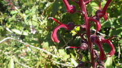Lobelia tupa