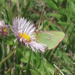 Colias meadii