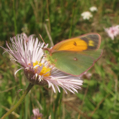 Colias meadii