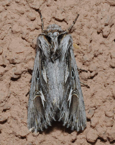 Provia argentata photo 3