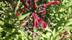 Lobelia tupa