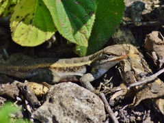 Sceloporus variabilis marmoratus