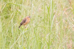 Euplectes hordeaceus