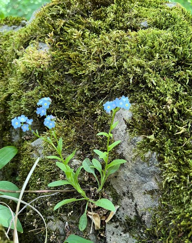 Alpine forget-me-not (Myosotis alpestris)